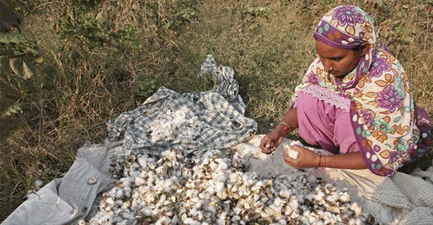 Surge In Domestic Cotton Prices Plagues Textile Sector