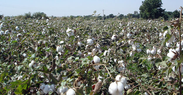 Gujarat Cotton Season May Get Delayed