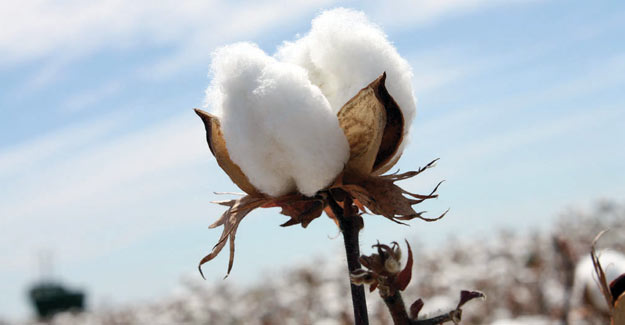 Cotton Area Likely To Decrease By 20% In Adilabad