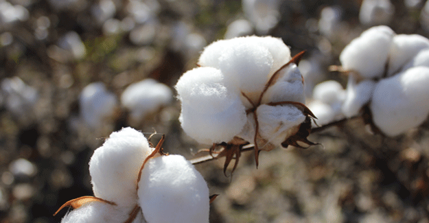 Majority Of Global Companies 'Failing To Deliver' On Cotton Sustainability