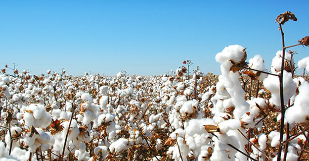 China Cotton Reserve Sales