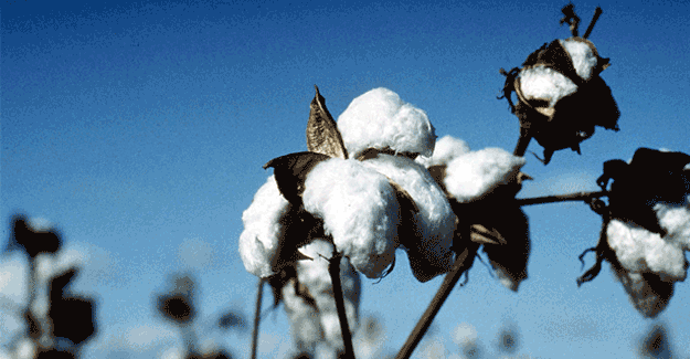 South India Based Textile Mills Plan Cotton Warehouse Facility At Colombo Port