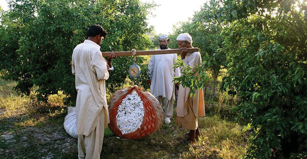 Partnership Launched To Support 225,000 Cotton Farmers In Pakistan