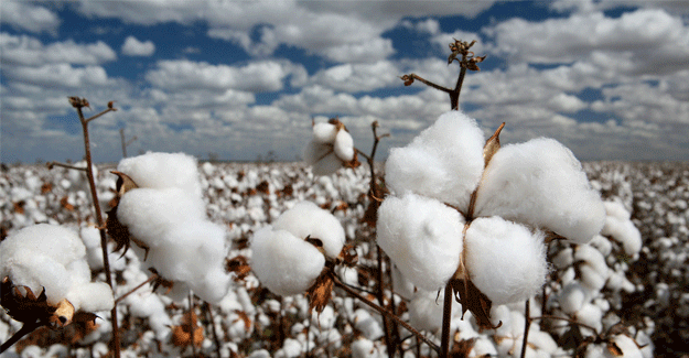 Experts Demand Inclusion Of GP While Deciding Minimum Support Price Of Cotton