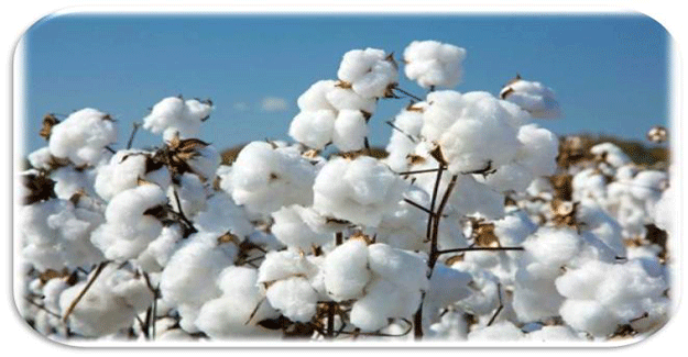 India’s Cotton Yarn Exports Need To Be Pepped By Radical Policy Mix And Adequate Substitutes For China