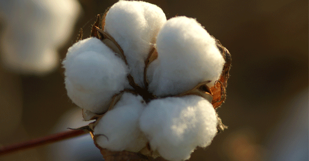 Punjab Farmers All Set To Increase Area Under Cotton Cultivation Due To Higher Prices