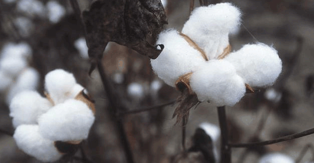 Weak Dollar Makes Cotton Imports Attractive