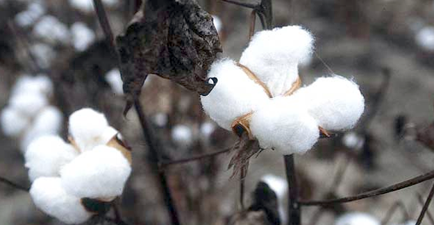 Gujarat Cotton Cheaper In Punjab