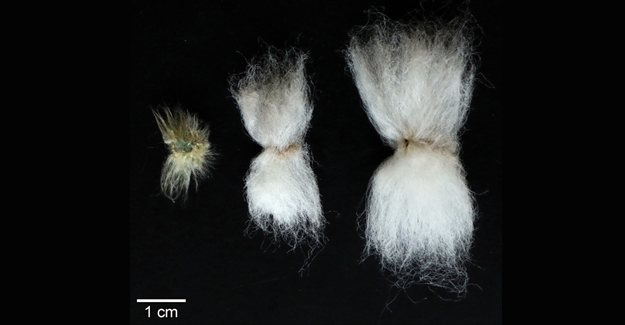 First Step Towards Epigenetically Modified Cotton Taken