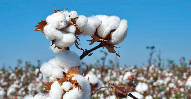 India's Cotton Yield To Decline On Whitefly, Pink Bollworm Attacks