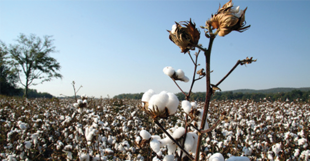 Telangana Farmers Take To Cotton Cultivation This Season