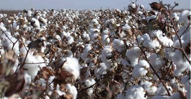 R&amp;D On Bt Cotton Relegated To Back Seat By Govt. Policy Paralysis