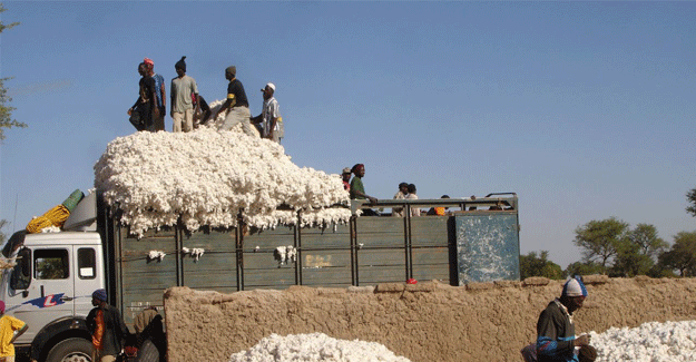 Japan Aids Angola To Relaunch Cotton Cropping