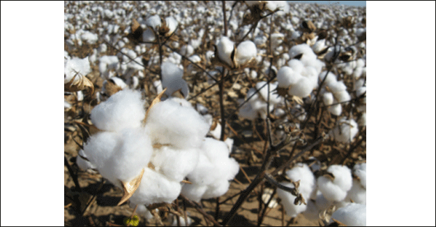 Indian Cotton Traders Cancel Export Deals In Pivot To Local Market