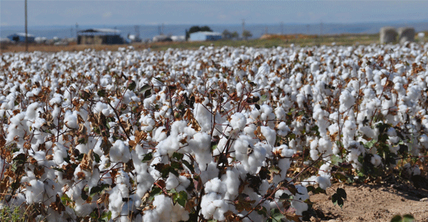 US Eddy County Farmers Find New Uses For Cotton