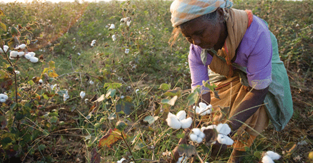 Mixed Reaction To Increase Of MSP For Cotton Farmers