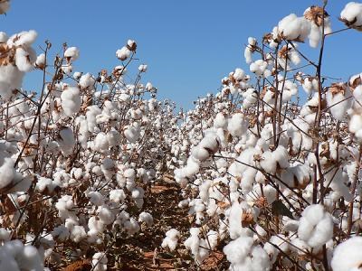 Indian Cotton Exports Looking Up With Soar In Global Cotton Prices