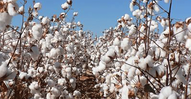 Govt’s Attempt To Keep Farm Promise May Hurt Textile Sector