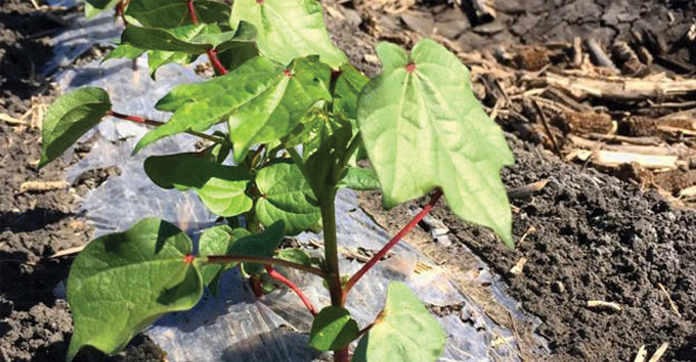 Biodegradable Technology Brings 'Higher Cotton Yield At Less Cost To The Environment'