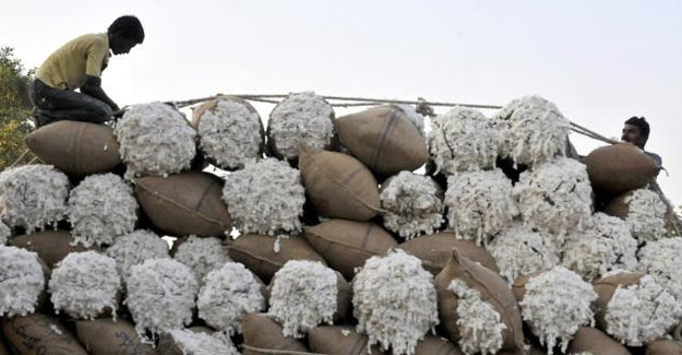 India's Cotton Exports To China May Jump Fivefold