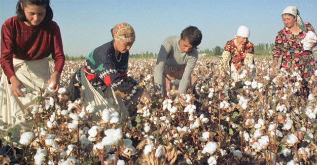 Uzbekistan Intends To Stop Cotton Exports By 2025