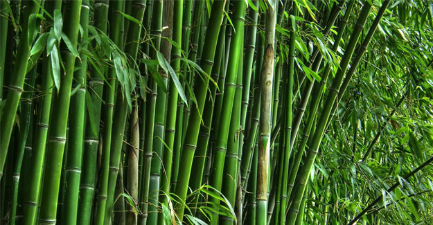 Northeast To Focus On Bamboo Industry: Dr Jitendra Singh