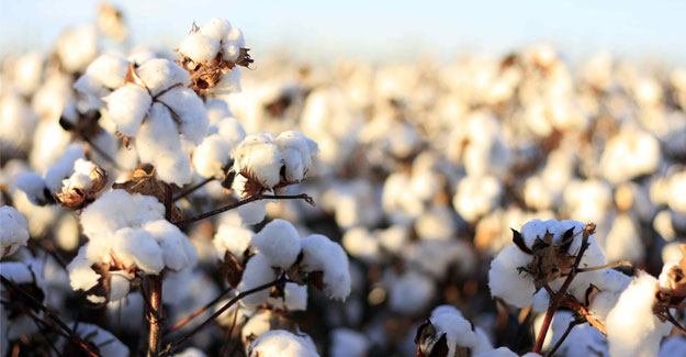 Indian Cotton Prices Weaken Even As Cotton Arrivals Are Slow