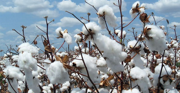 Pakistan Allows Cotton Imports From Central Asia, Afghanistan