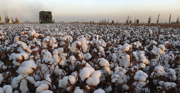 Uzbekistan's Cotton Production Falls To 2.3 Million Tons