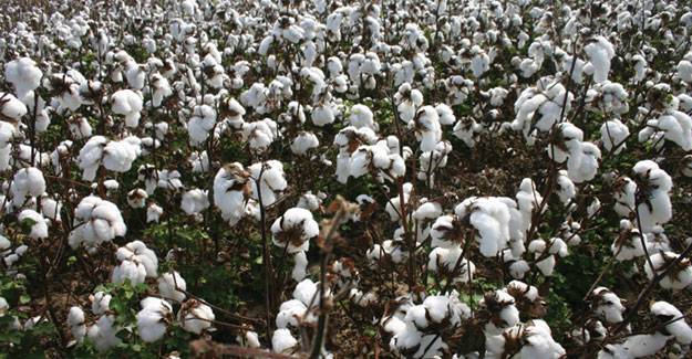 In Zimbabwe, Cotton Output Rises 95%