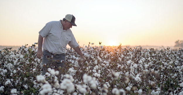 2019 US Cotton Crop Expected To Be Bigger