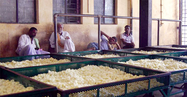 Karnataka's Debt Ridden Silk Farmers Wait For Better Prices