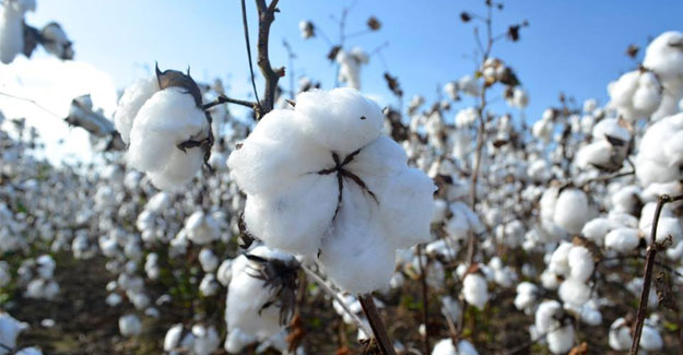 AP Cotton Growers Ask CCI To Increase Procurement