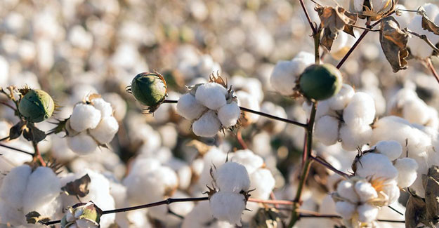 Softening Demand, Spiralling Cotton Costs Hit Ginners