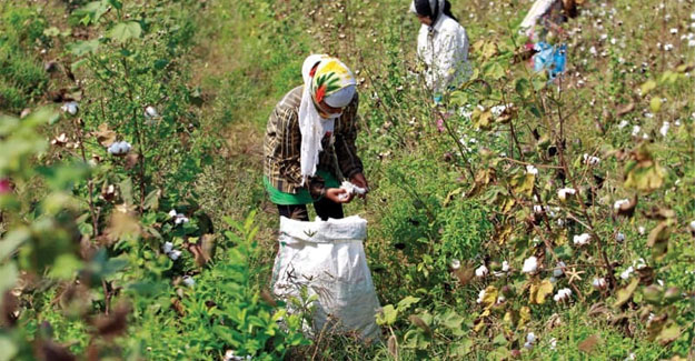 Pakistan Cotton Growers Oppose Tax-Free Cotton Import