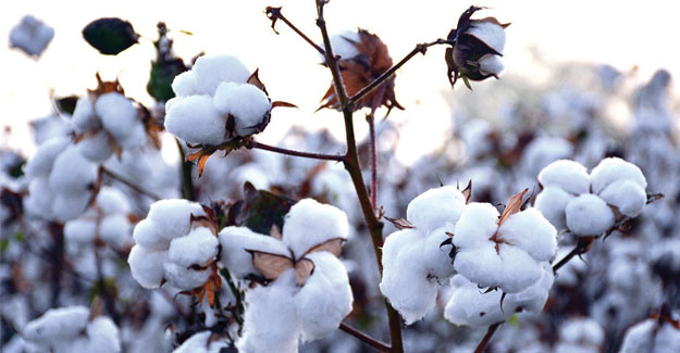 Gujarat FPO Makes First Cotton Deposit On MCX