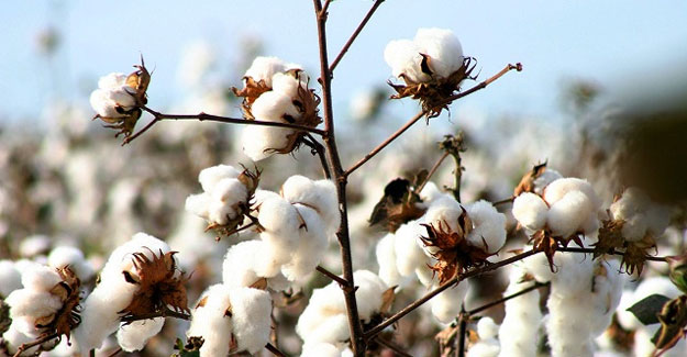 CAI Projects Lower Cotton Yields For Current Crop Year