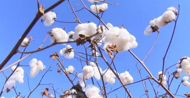 India Set To Lose No. 1 Cotton Grower Tag To China