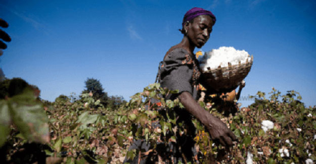 Nigerian Farmers Target 300,000 Tonnes Cotton Production Under CBN Agric Programme