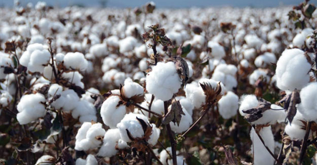 US Cotton Acreage Poised To Gain Ground