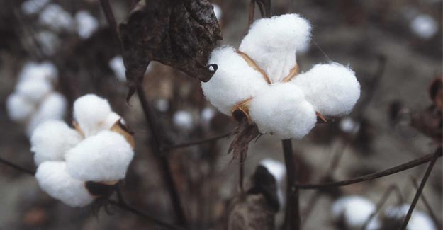 Cotton Futures Register Sharp Dip In US Trading Market