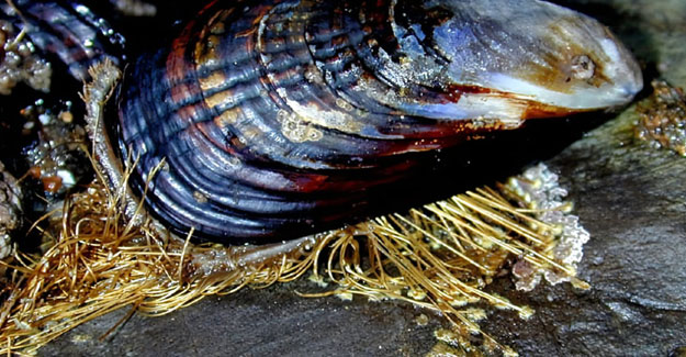 Textile Fibers Can Now Be Produced From Mussel Byssus