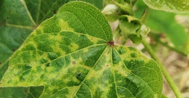 New Disease In BT Cotton Creates Panic Among Kurnool Farmers